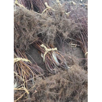 榆叶梅 绿叶榆叶梅 根系发达 耐旱力强 开花早 电议价格 东北苗木 开原市福昕苗圃