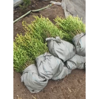 朝鲜黄杨（小叶黄杨），辽宁铁岭货源 园林绿化工程绿篱苗现货 电议价格 开原市福昕苗圃