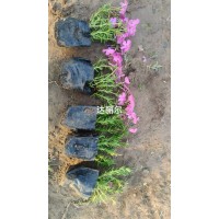 福禄考 宿根福禄考杯苗批发 易栽培 花坛花境花海小区园林绿化种植 电仪价格 宛鑫园林