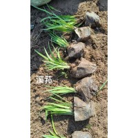 鸢尾苗 鸢尾杯苗 溪荪鸢尾杯苗 园林绿化工程地被植物 鞍山花卉现货 电仪价格 宛鑫园林