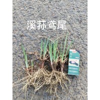 湖边公园绿化紫花鸢尾 水生植物老鸢尾苗 德国鸢尾花 电议价格 鞍山花卉 一惠花圃