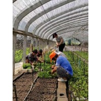 直杆榆 耐旱耐寒耐盐碱 抗风沙吸收粉尘，直杆榆行道树 电议价格 森苗园艺科技有限公司