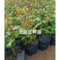丰华月季 月季杯苗 北京红月季现货供应销售 南阳月季基地 电议价格 园林绿化苗 实创花卉苗木