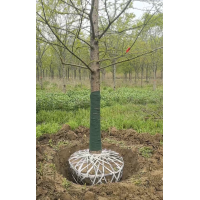 14公分落羽杉 落羽杉带土球发货 质量高 园林绿化造景树 电议价格 东台落羽杉 飞燕苗圃