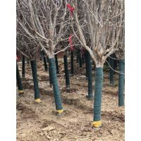 精品玉兰 10-15公分玉兰树 玉兰行道树 广玉兰 红玉兰 白玉兰 电议价格 鄢陵鋆兴园林