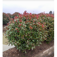 红叶石楠球 高杆红叶石楠 红叶石楠绿篱苗 园林绿化工程灌木造型 电议价格 沐盛园林绿化