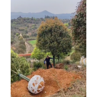 沐景园林 桂花繁育基地  大桂花树 桂花最新价格 电议价格 桂花行道树 园林绿化树价格