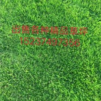 胜美草坪直销 精品马尼拉 马尼拉价目表 马尼拉基地