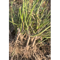 大花月季苗 月季嫁接苗 月季大田苗 南阳月季基地 电议价格 月季建圃苗 电议价格 实创花卉