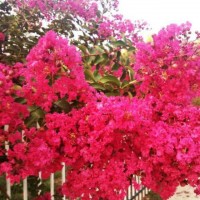 鄢陵县桃园花木公司 巨紫荆 巨紫荆繁育基地 5-18公分巨紫荆价目表 电议价格