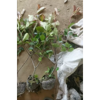 贾付杰苗本购销中心 红叶石楠 红叶石楠价目表 园林绿化绿篱杯苗大量供应 鄢陵花木市场