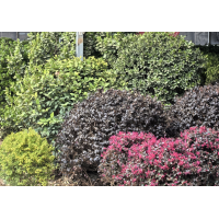 鄢陵富才苗木基地  黄杨  精品黄杨球 黄杨球基地