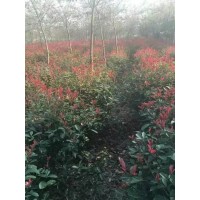 红叶石楠苗 园林绿化工程苗 红叶石楠球 绿篱灌木造型球 电议价格 鄢陵祥和苗木购销中心