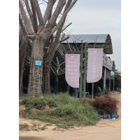 经营各种规格实生银杏树@山东苗木网@大发银杏@银杏树价格