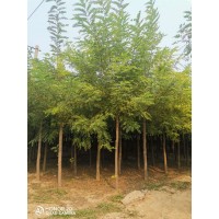 速生刺槐 ​安徽森苗园艺科技有限公司 刺槐小苗大量现货供应 电议价格刺槐苗