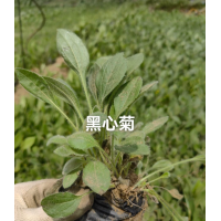 黑心菊价格 鞍山黑心菊杯苗花卉基地 美旺宿根花卉 黑心菊 鞍山花卉苗 宿根花卉杯苗大量