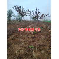 高杆月季 多彩棒棒糖月季 精品月季价格 南阳实创花卉苗木 承接园林绿化工程 电议价格现货