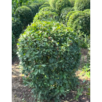 榆叶梅 0.8-1.6米榆叶梅球 园林绿化工程 灌木球销售 电议价格 斯文苗圃 东北苗木基地