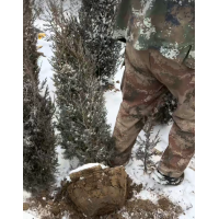 桧柏 沈阳桧柏 1.5米高桧柏价格 东北苗木基地 开原斯文苗圃 电议价格 园林绿化造型树