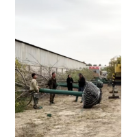 白蜡树 白蜡行道树 20公分精品白蜡价格 沧州苗木 电议价格 园林绿化树 张弛苗木