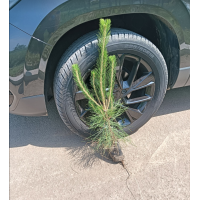 油松-油松杯苗-13*16油松杯苗-东北绿化苗木-义县团子山苗圃-电议价格-荒山绿化苗