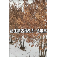 从生蒙古栎，树高5~6米，地径 4-7公分，5-7个分枝，东北苗木 电议价格 开原永顺苗圃