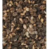 出售沙藏处理好的樱桃种子130斤，开壳嘎嘎好，有需要的老板电话联系 电议 永顺苗圃