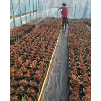 杜鹃杯苗 出售红枫杜鹃各种颜色大小杯苗加伦盆苗，有要货的可以预订， 电议价格 永顺苗圃