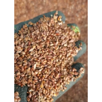 山丁子种子 山丁新种子到货了数量不多，预购重速，园林绿化林木种子 电议价格 永顺苗圃