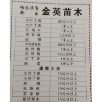 80公分大叶丁香 小叶丁香苗大量供应 金英苗木 东北绿化苗