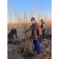 茶条槭1.5-1.7米，纯红瑞木1.3-1.5米都是当年明条 东北苗木 德远园林 电议价格大量现货