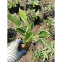 玉簪 法兰西玉簪杯苗大量 园林绿化地被植物 花海花境材料 东北宿根花卉 电议 美旺宿根花卉