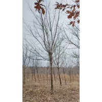 五角枫 8-11公分精品五角枫价格 东北绿化苗木 电议价格 世成苗木 园林绿化工程树