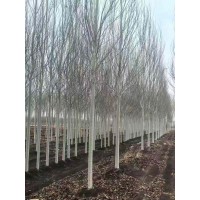 美人杨 8-12美人杨 杨树 荒山绿化 东北绿化苗木基地 乡村道路绿化造林树 电议价格 世成苗圃