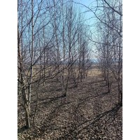 丛生白桦树 东北白桦 地产景观树 公园精品绿化树 湿地公园造林树 电议价格 世成苗圃