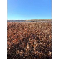 蒙古栎小苗 电议价格 东北绿化小苗 荒山绿化造林 电议价格 世成苗圃 丛生蒙古栎 独杆蒙古栎