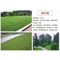 狼牙根 草坪铺装 公园开放式绿地，公路绿化带， 运动场，护坡专用 电议价格 得嫚种业
