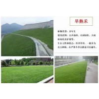 早熟禾 公园绿地草坪 护坡边坡绿地草坪 冷季草坪 北方草坪草种 电议价格 常州得嫚种业