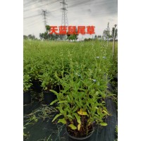 多年生宿根地被鼠尾草 蓝紫花系花期长 园林绿化花海造景优选 电议价格 上海梦境园艺