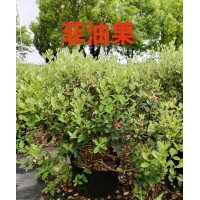 菲油果基地批发 规格齐全 庭院小区公园道路园林绿化造景苗 电议价格 上海梦境园艺