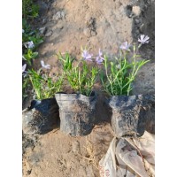 芝樱（丛生福禄考）粉色杯苗  紫色芝樱 福禄考杯苗 花境材料 电议价格 鞍山花卉 莉娜宿根花卉