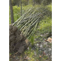 （大量竹子） 有需要竹子的随时联系 竹子造园 园林绿化工程竹子苗带土球 飞燕苗圃 电议价格