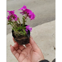 福禄考（玫瑰红。橙红.粉红心.大梅红）美旺宿根花卉园 鞍山花卉 电议价格 园林绿化地被植物