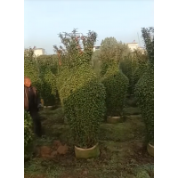 月季花瓶造型树 3米精品月季花瓶树装车价格 南阳月季基地 电议价格 实创花卉苗木