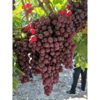 绍兴一号葡萄苗、蜜光葡萄苗、春光葡萄苗，子江葡萄 葡萄苗现货大量销售 早熟晚熟系列齐全