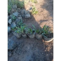 荷兰菊 园林绿化地被植物 鞍山花境花卉材料 荷兰菊杯苗现货大量 电议价格 莉娜宿根花卉园