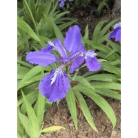 价格低多年德国鸢尾_德国鸢尾_德国鸢尾销售，美旺宿根花卉 园林绿化地被植物 鞍山花卉 电仪优惠