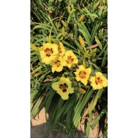 紫蝶萱草 晨曦苗木种植有限公司供应各种地被植物，萱草花卉 电议价格 园林绿化草花供应