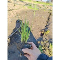 马莲杯苗 马兰绿化工程苗 马兰花小苗批发 多年生草本宿根植物 鞍山花卉 电议价格 美旺花卉