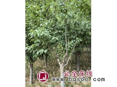王族海棠苗 铁岭少帅 王族海棠苗价格 辽宁王族海棠苗基地 东北苗木基地 海棠树苗图1